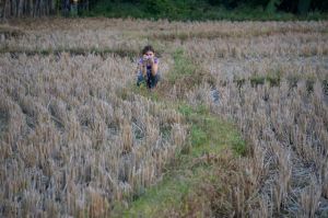 Bela in rice field